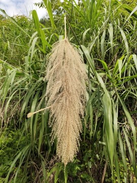 茅草花