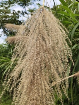 茅草花局部特寫