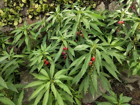 鳳仙花