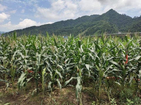 玉米種植與遠(yuǎn)山