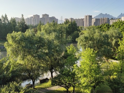 公園柳樹
