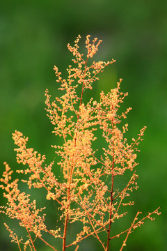 大興安嶺野生植物珍珠梅