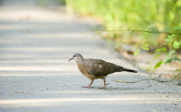 山斑鳩