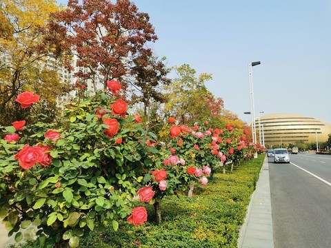 鄭州市花月季與藝術(shù)中心