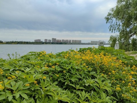 青青河邊草