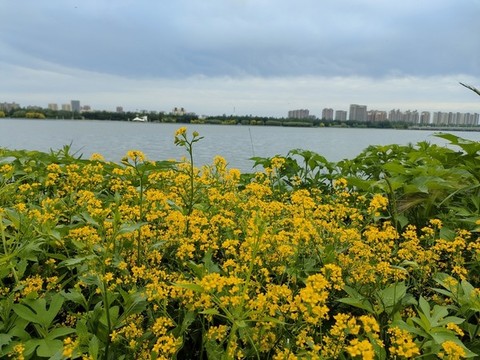 青青河邊草