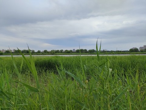 青青河邊草3