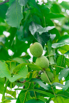 樹(shù)上生長(zhǎng)的綠色核桃