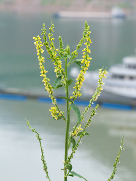 野生草木樨的開花期