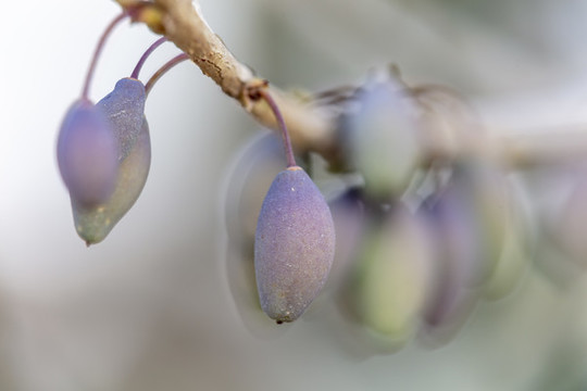桂花果實(shí)