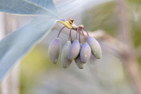 桂花果實
