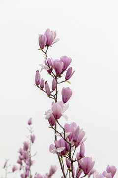 高清玉蘭花素材