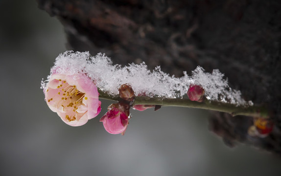 梅花高清