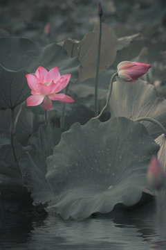 畫意荷花