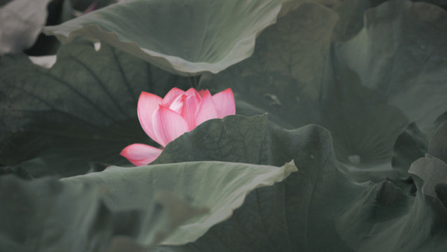 畫意荷花