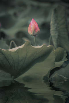 荷花花苞