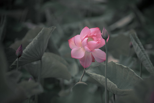 畫意荷花