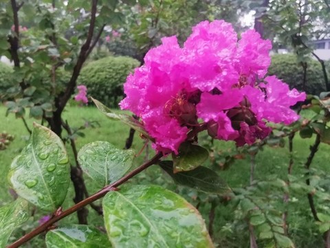 夏天雨后的紫薇花