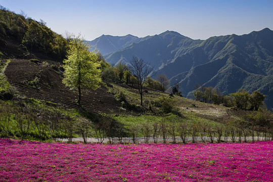 芝櫻花盛開