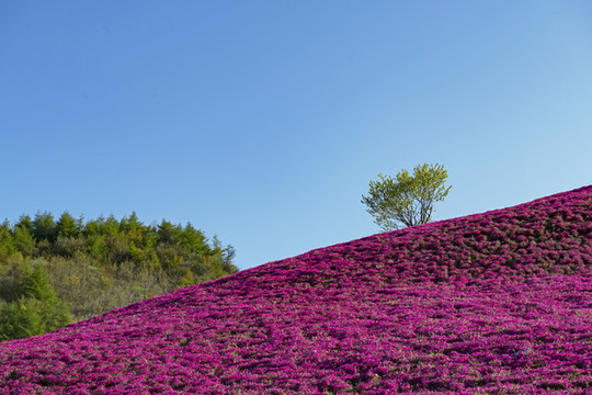 芝櫻花