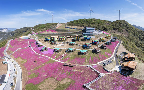 五峰滑雪場(chǎng)芝櫻花盛開