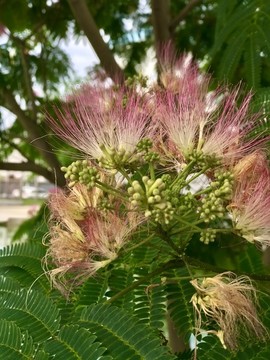合歡花