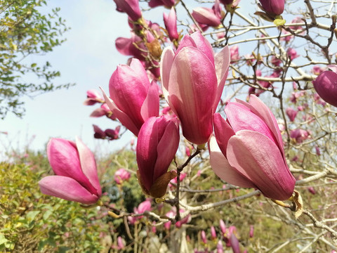 紫玉蘭花
