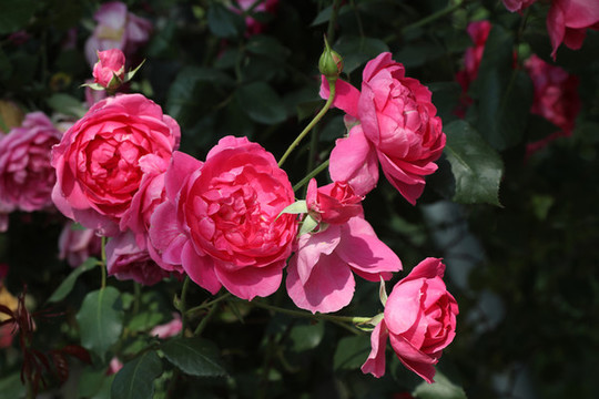 月季花