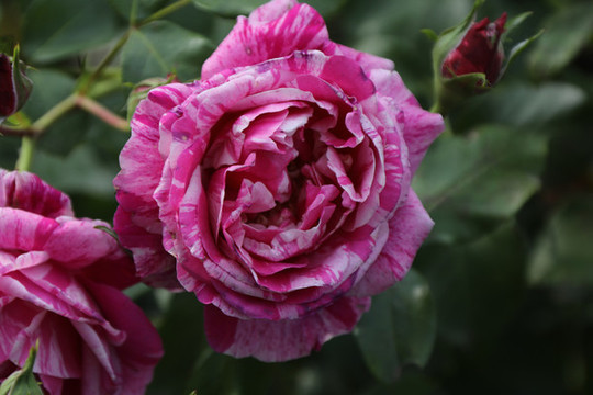 月季花