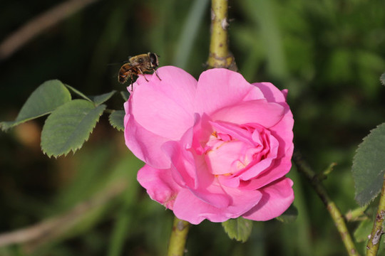 月季花