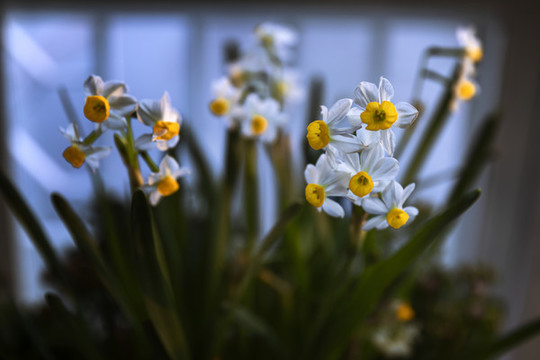 唯美水仙花圖片