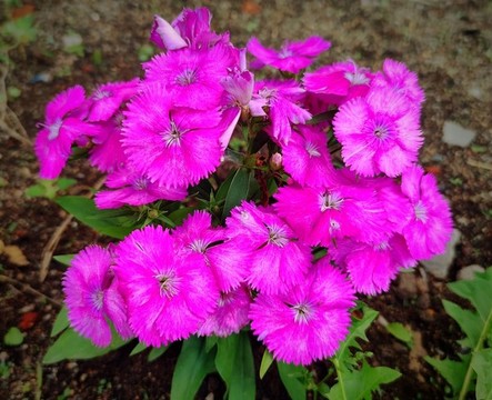鮮花