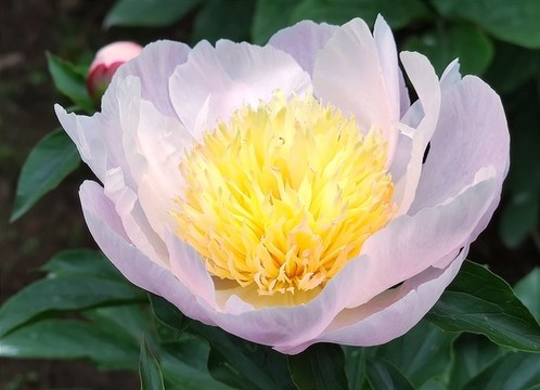 牡丹花