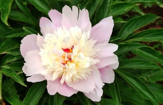 牡丹花