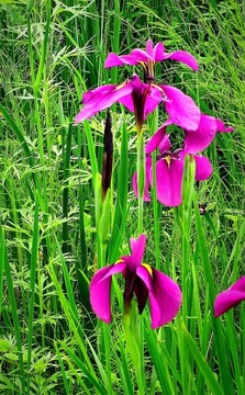 鳶尾花