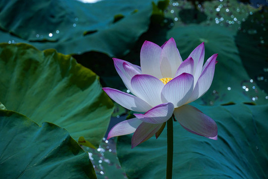 荷花