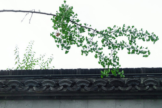 綠色銀杏古建筑