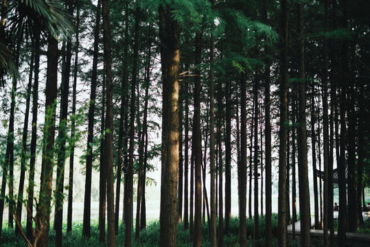 樹林森林夏季綠色風景