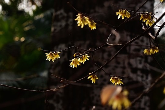 臘梅