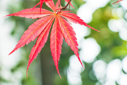 紅色楓葉秋天風(fēng)景