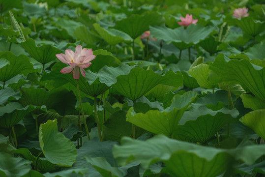 夏日荷花盛開綠色荷花池