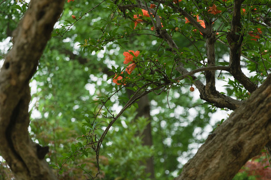 夏天紅色石榴花卉