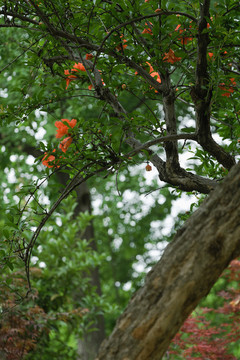 夏天紅色石榴花卉