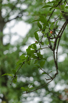 夏天紅色石榴花卉
