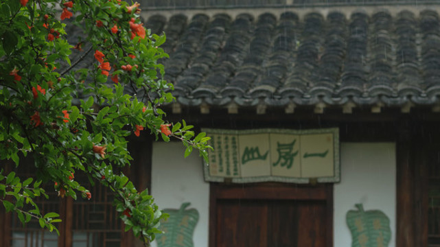 石榴花開夏季花卉