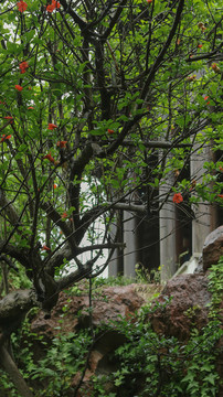 古風(fēng)園林石榴花盛開(kāi)