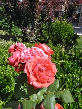 月季花