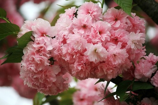 櫻花