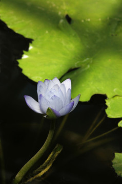 蓮花