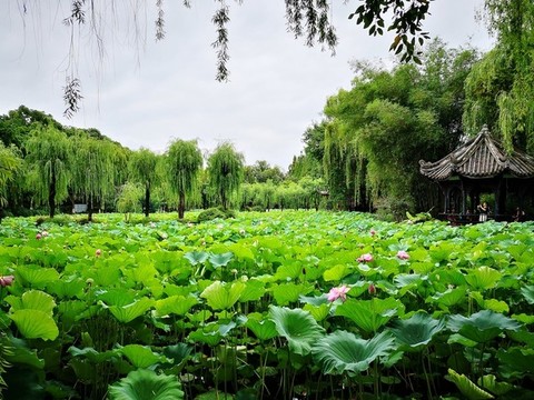 荷塘翠柳